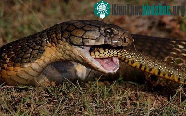 Hổ mang chúa ăn tươi nuốt sống đồng loại.