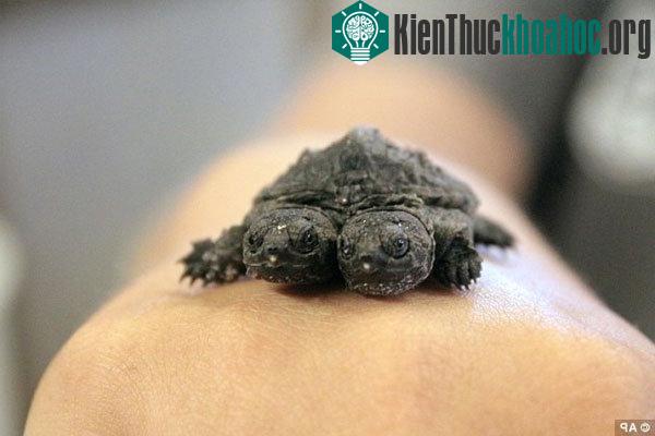 Con rùa hai đầu đặc biệt ở trang trại Northeast Ark. (Ảnh: AP)