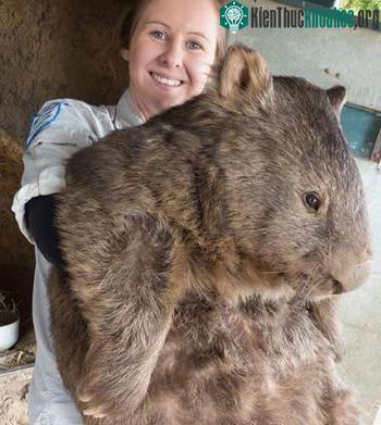 Con gấu túi 29 tuổi, nặng 40kg ở Australia. (Ảnh: Ballarat Wildlife Park)