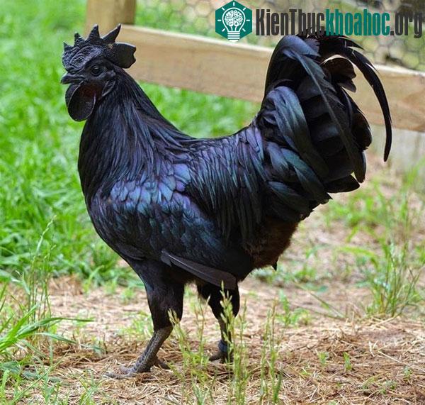 Giống gà Ayam Cemani quý hiếm và đắt đỏ xuất xứ từ đảo Java của Indonesia.