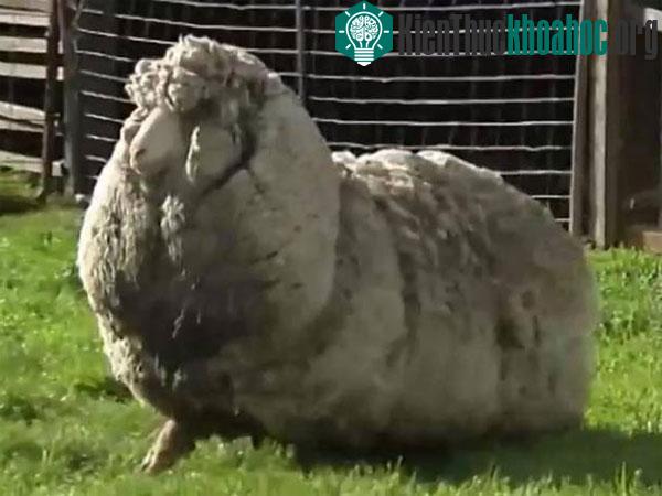 Chú cừu Shaun. (Ảnh: independent.co.uk)