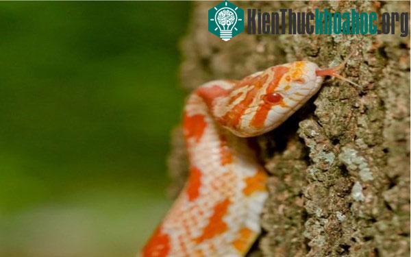 Rắn leo cây siêu đẳng chẳng kém mèo hay báo.