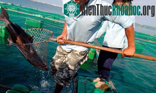 Hỗn hợp thức ăn dựa trên nền tảng thực vật cung cấp đủ dinh dưỡng cho các loài cá - (Ảnh: AFP)