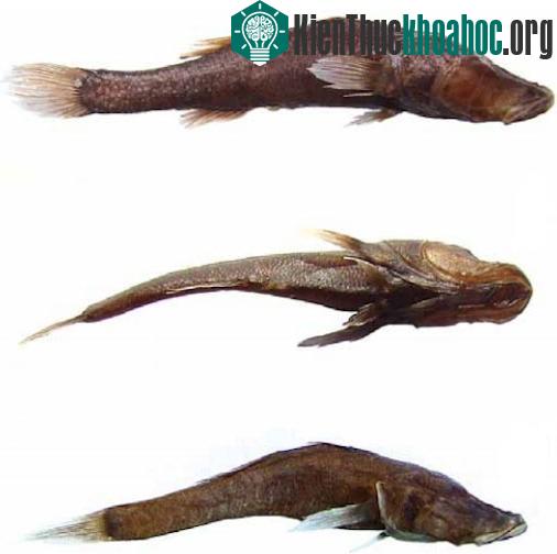 Loài cá mới Typhlerotris mararybe