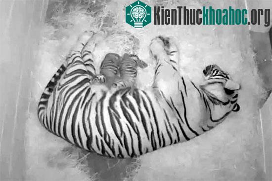 Hổ mẹ và hai hổ con. (Ảnh: Smithsonian National Zoo)