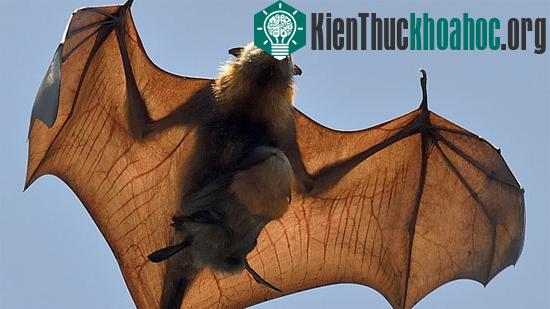 Loại dơi “cáo bay” chứa trong mình 60 chủng virus khác nhau - (Ảnh: Nature)