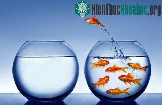 Sự thật về "não cá vàng" và lời giải cho trí nhớ
