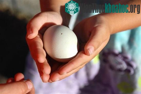 Gà đẻ ra trứng màu xanh nhờ kỹ thuật gene