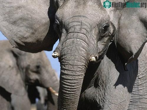 Một con voi châu Phi tại Công viên quốc gia Etosha, Namibia. (Ảnh: AP Photo/WWF)