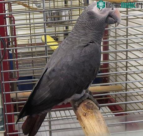 Con vẹt Sam có vốn từ rất phong phú. (Ảnh: PA)