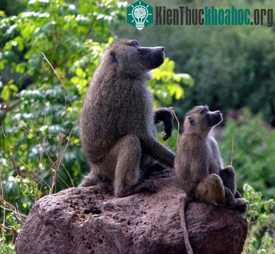 Động vật có vú có thể chọn giới tính cho con?