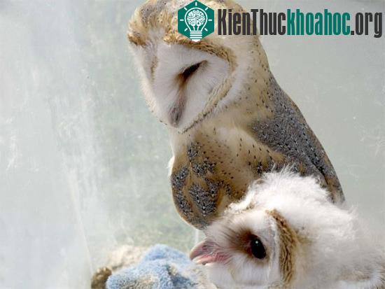 Giấc ngủ ảnh hưởng đến màu lông của cú?