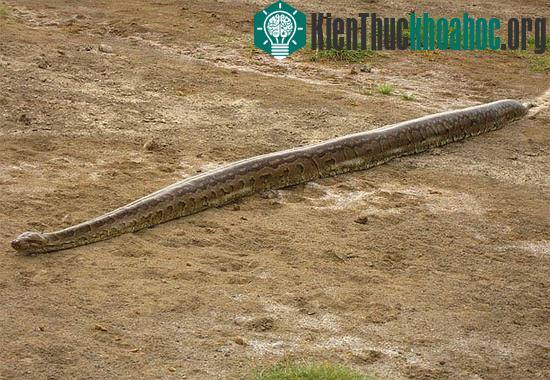 Tìm hiểu về loài trăn ăn thịt người ở châu Phi