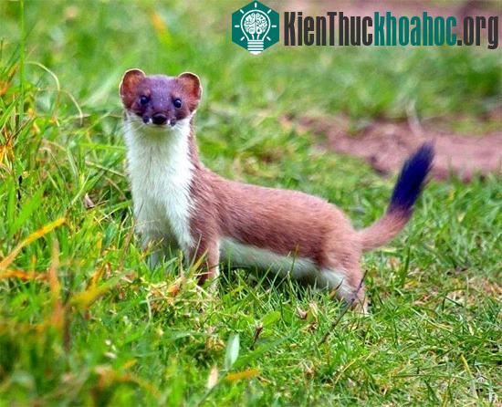 Chân dung kẻ săn mồi xảo quyệt...