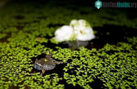 Những loài vật sinh sống theo chu kỳ mặt trăng