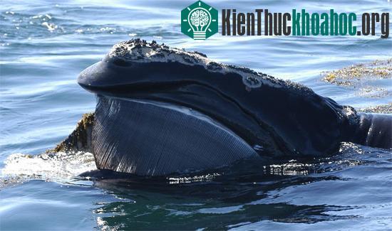 Ảnh:&nbsp;rightwhales.neaq.org