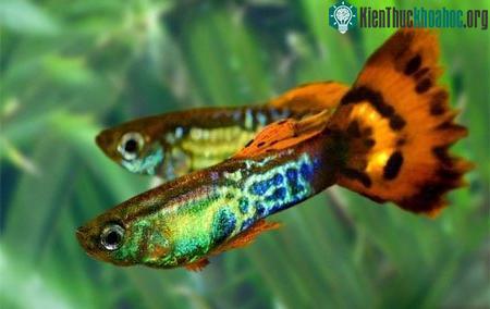 Cách dự trữ "con giống" kỳ lạ ở động vật cái