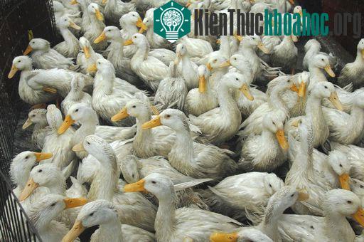 Tại sao vịt miễn dịch cúm tốt hơn các gia cầm khác?