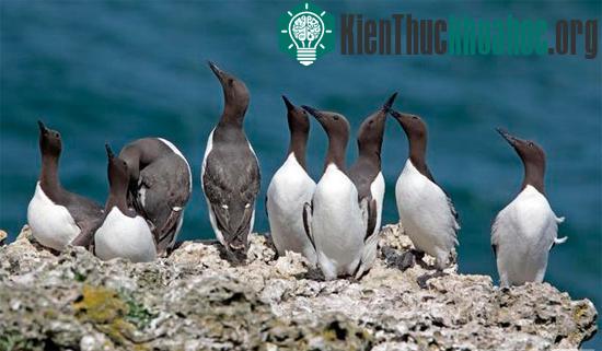 Chim guillemot có thói quen thả trứng trên các vách đá - (Ảnh: BBC)