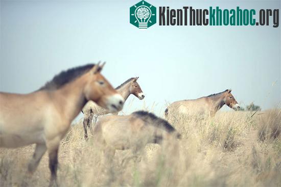 Đàn ngựa Przewalski trên thảo nguyên mông cổ