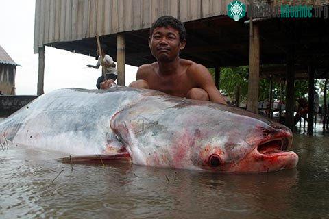Cá tra dầu trên sông Mekong. (Ảnh: Zeb Hogan/WWF)