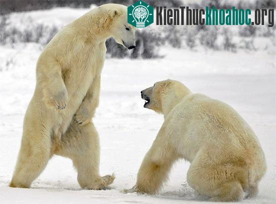 Khoảng 3.000 con gấu trắng đang sống trên đảo Svalbard của Na Uy. (Ảnh: newswire.com)