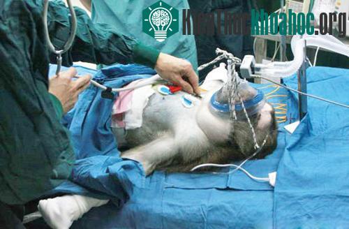 Ghép gan heo cho khỉ