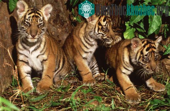 Hổ Sumatra tại Jambi có thể sớm bị tuyệt chủng