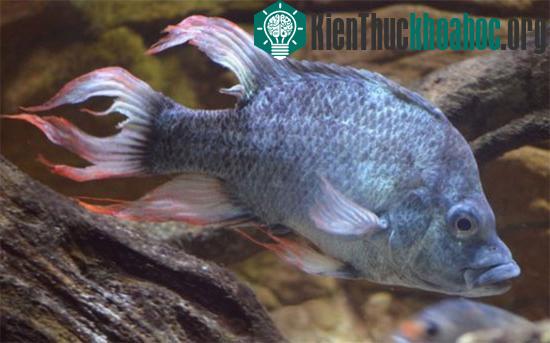 Một con cá Mangarahara cichlid trong vườn thú London. (Ảnh: BBC)