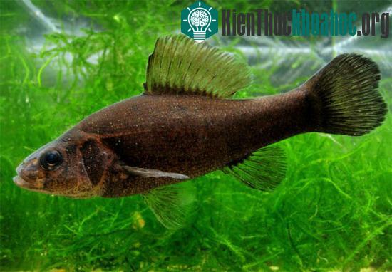 Loài cá nhiều điều kỳ lạ - cá cướp biển.