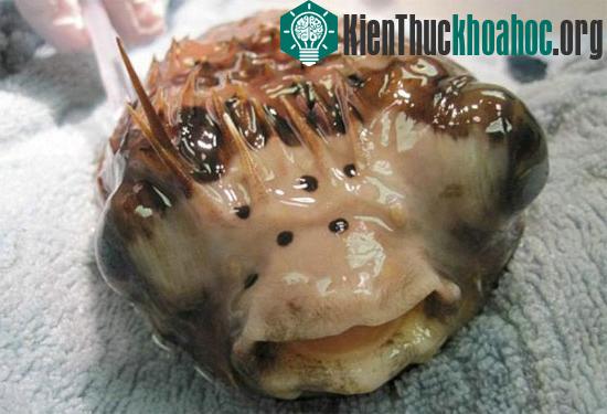 Mắt phải của cá nóc Mini bị đục thủy tinh thể, sưng phồng gây đau đớn. (Ảnh: SWNS)