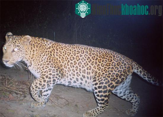 Một con báo di chuyển trên đường tại bang Maharashtra, Ấn Độ vào ban đêm.