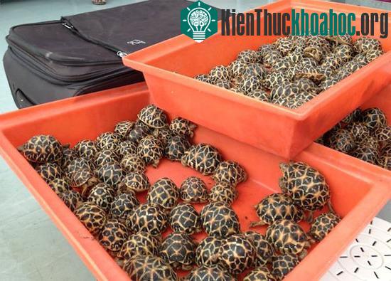 Những con rùa lưỡi cày mà cảnh sát Thái Lan thu giữ tại Bangkok. (Ảnh: Geek)
