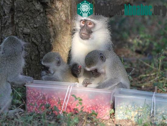 Khỉ Vervet monkeys. (Ảnh: Erica van de Waal/Livescience)