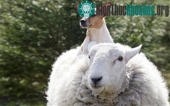 Cừu Lamo hành xử như chó và không nhận ra đồng loại của nó. (Ảnh: Telegraph)