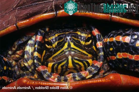Nghiên cứu gene rùa để chữa bệnh tim mạch