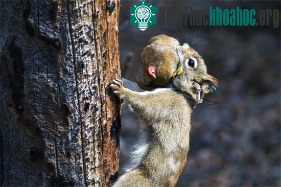 Sóc mẹ stress vì giúp sóc con tăng cơ hội sống khi quá đông ảnh 0