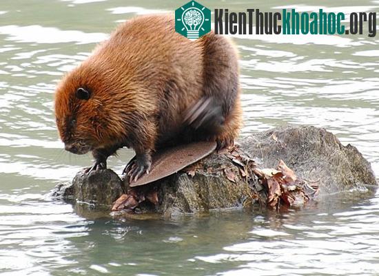 Hải ly hiếm khi tấn công người. (Ảnh: spirit-animals.com)