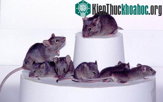 Chuột nhân bản 25 lần vẫn có sức khỏe bình thường