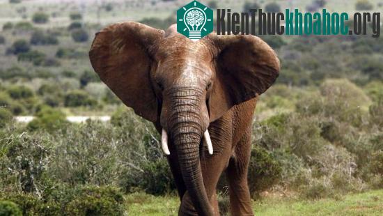 Voi rừng châu Phi ngày càng ít chủ yếu do săn bắn. (Ảnh: worldwildlife.org)