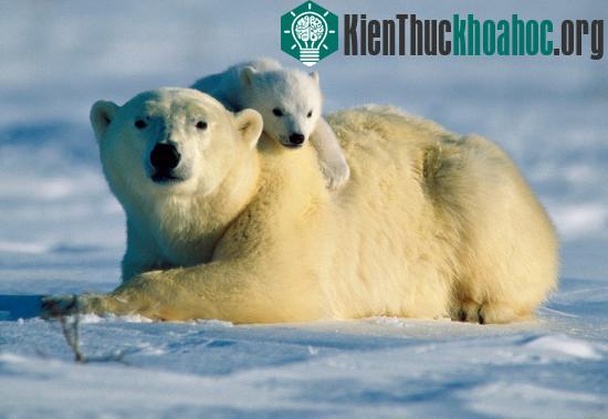 Canada là nước duy nhất cho phép người dân xuất khẩu da, lông&nbsp;và các sản phẩm từ gấu Bắc Cực. (Ảnh: National Geographic)