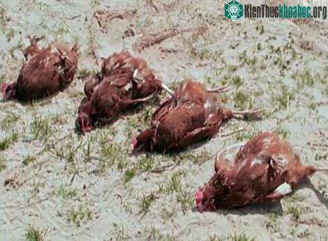 Những chú gà bị "điểm huyệt" rơi vào trạng thái kỳ lạ. (Ảnh từ clip)