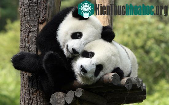 Hưng phấn tình dục của gấu trúc cái thường biến mất trong môi trường nuôi nhốt.