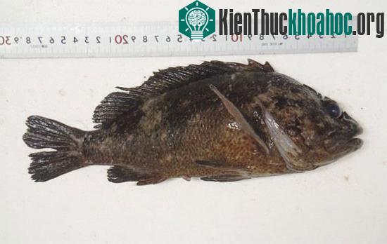 Cá nhiễm phóng xạ
