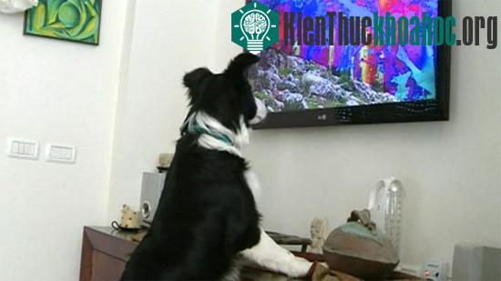 Một chú chó đang chăm chú xem Dog TV. (Ảnh chụp màn hình)