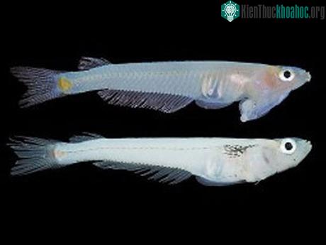 Cá Phallostethus cuulong.
