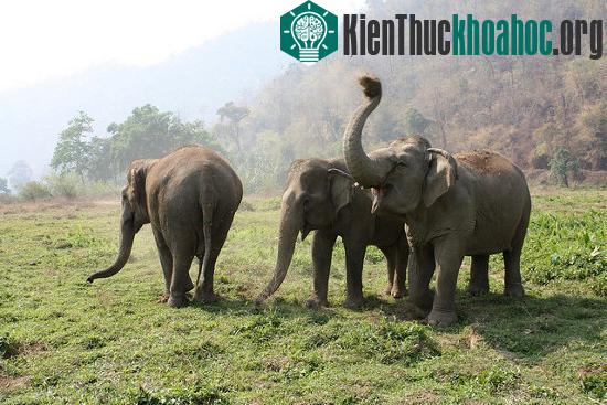 Những con voi tại Thái Lan. (Ảnh: bigearth.com)