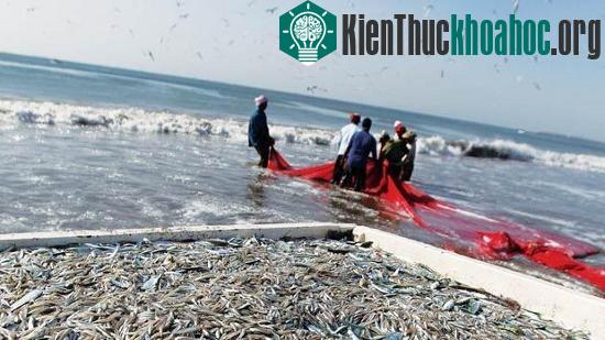 Đánh bắt cá