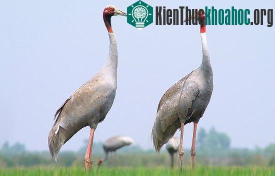 Sếu đầu đỏ
