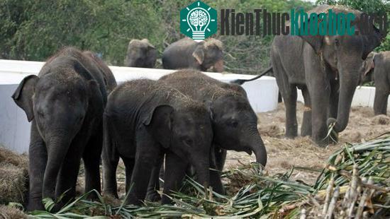 Những con voi ăn mía trong một trang trại ở tỉnh Ayutthaya ở miền trung Thái Lan. (Ảnh: AP)